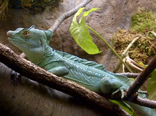 an indonesian basilisk at California Academy of Science last year