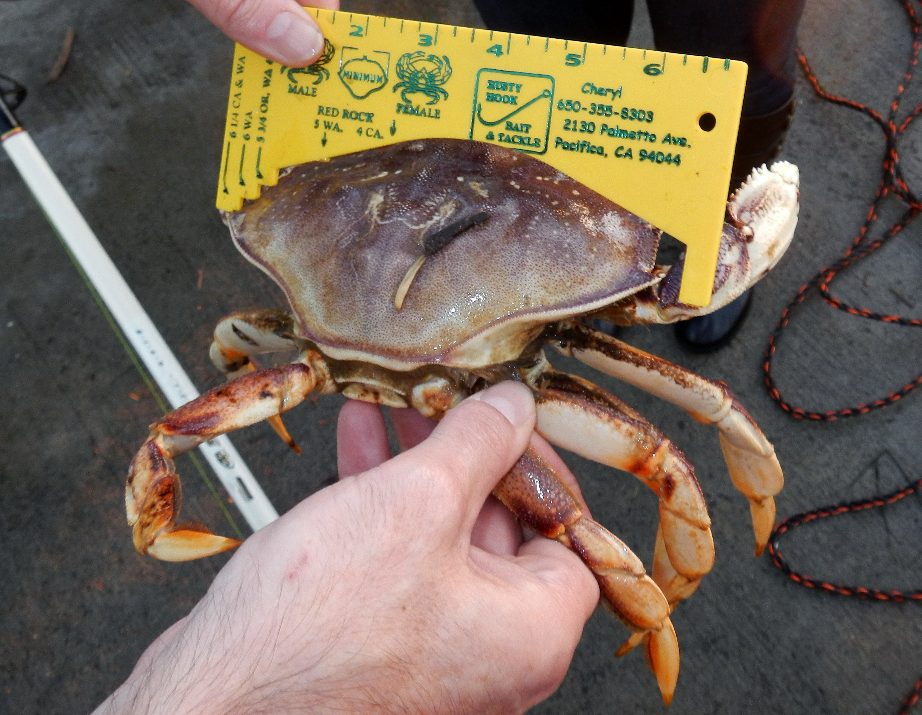 caught by ML at Pacifica